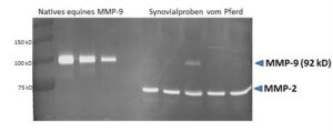 Abbildung SDS-PAGE equines MMP-9 (nativ)