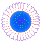 Grafik AK - konjugierter Nanopartikel: Mehr Sensitivät bei Schnelltests: Auftragsentwicklung am fzmb