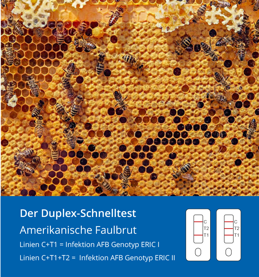 Bild mit Bienen und Schnelltest Amerikanische Faulbrut auf ERIC I und ERIC II bei Honigbienen