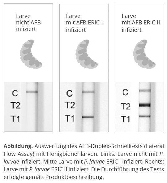Abbildung Duplex-Schnelltest Amerikanische Faulbrut fzmb GmbH